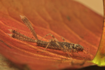 Chromagrion conditum, nymph